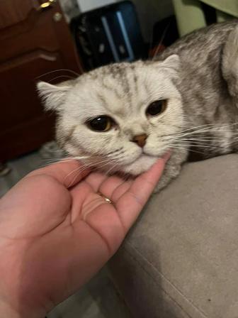 Кошечка