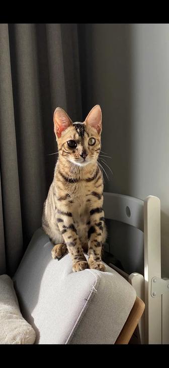 Кот бенгальский чистокровный