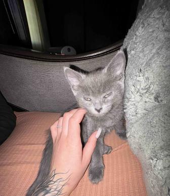 Отдам котенка в хорошие руки