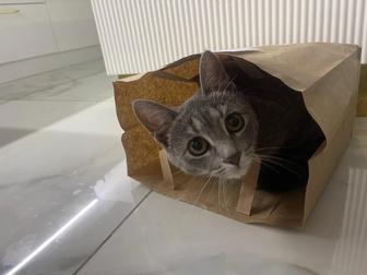 Отдаем в добрые руки кошку по имени Лили.