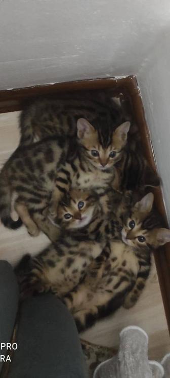 Бенгальские котята