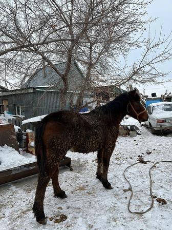 Продам кунан стоит на откорме