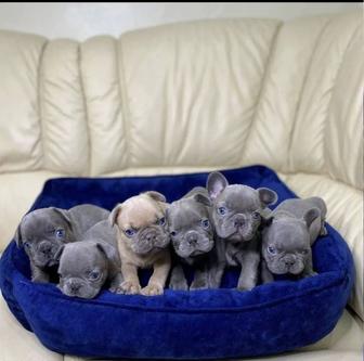 Малыши французского бульдога