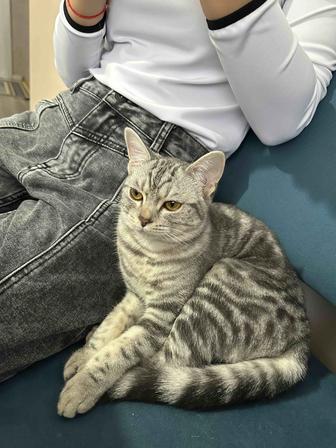 Кошка