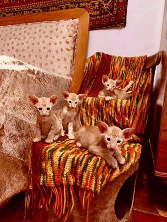 Ориентальные котята
