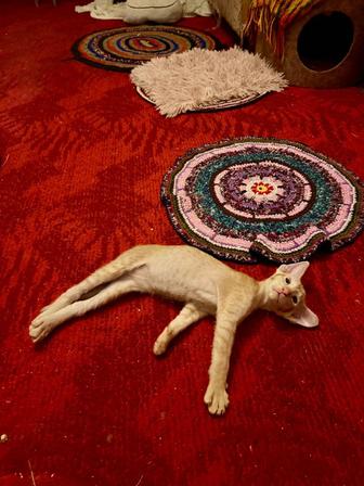 Ориентальные котята