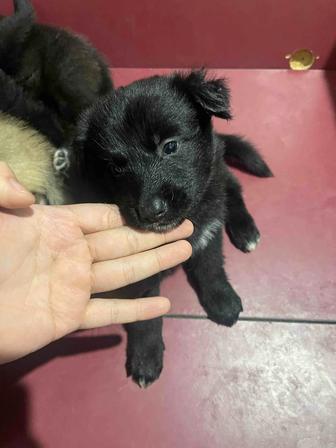 Раздаем бесплатно щенков овчарки (смесь с хаски)