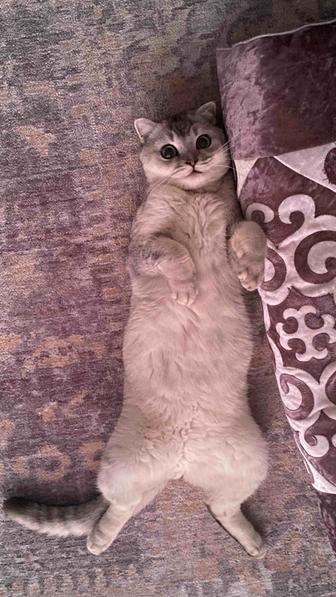 Шотландский вислоухий