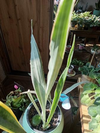 Продам цветок сансиверия металлика