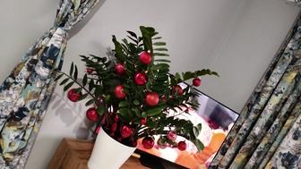 Продаю цветы комнатные