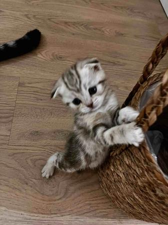 Котята шотландцы