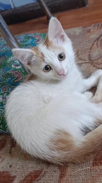 Срочно отдам котенка мальчика