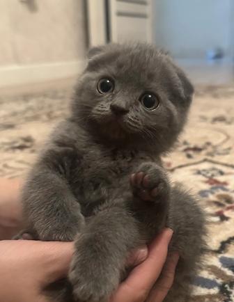 Продается котята