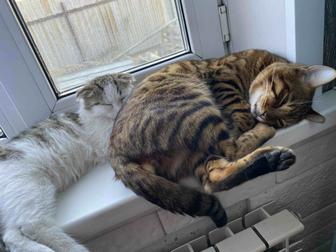 Продам кота бенгала