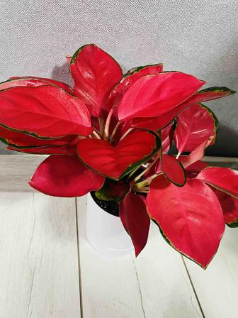 Аглаонема продам