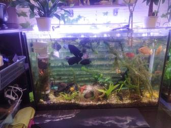 Пара астронотус