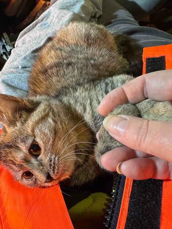 Котенок в добрые руки