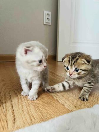 Продам чистокровных Шотландских котят Фолд и Страйт