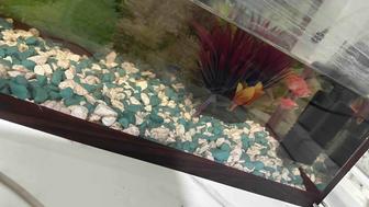 Продам аквариум с рыбками