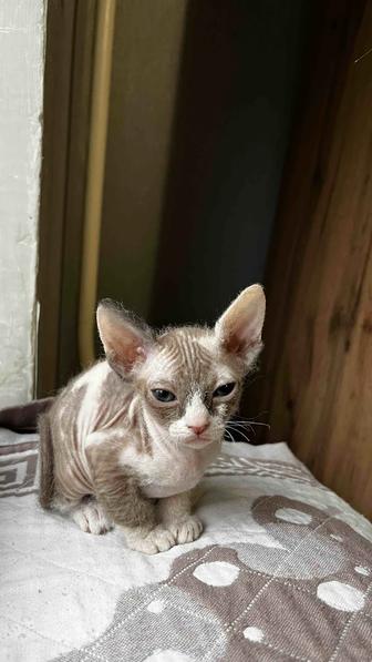 Продаю котят сфинкс-эльф