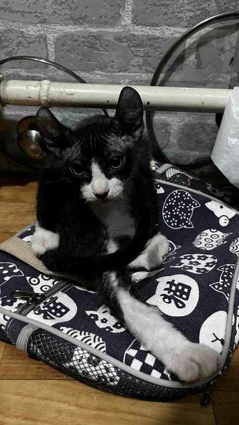 Продаю котенка сфинкс-эльф