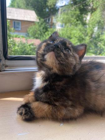 Котенок Девочка Рири