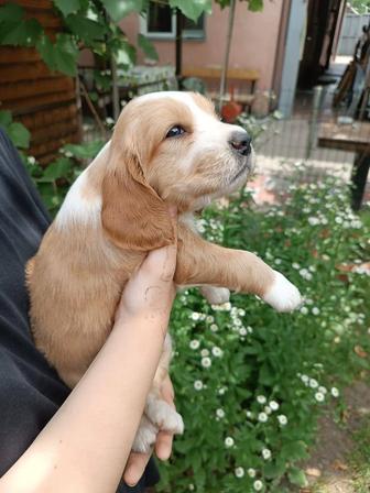 Щенки спаниеля