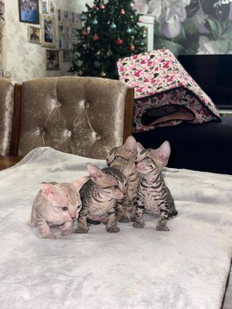 Открыта бронь на котят породы канадский сфинкс 
В наличии 3 девочки и 1