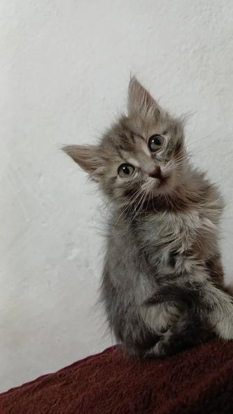 Отдам котенка