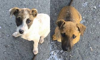 Щеночки ищут свой дом!