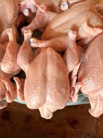 Продам мясо домашнего бройлера