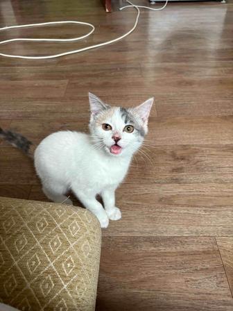 Отдам котенка в добрые руки