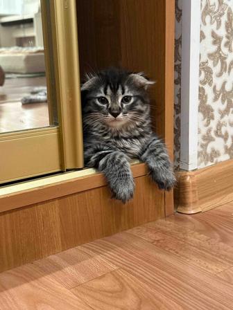 Продаю Котенка