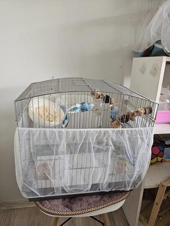 Попугай с клеткой
