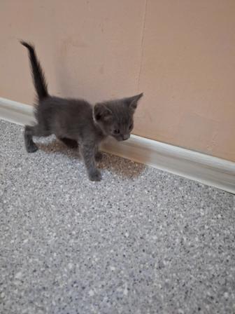 Котята Бесплатно