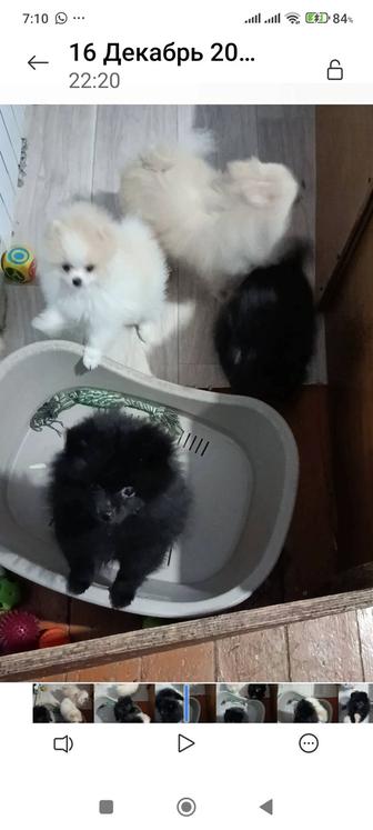 Померанский шпиц