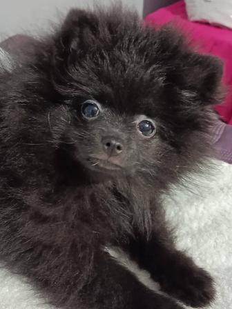 Померанский шпиц