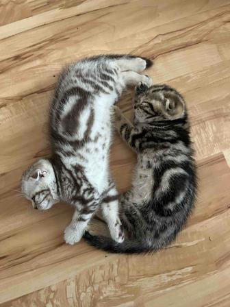 Резерв котят шотландские вислоушки