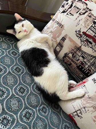 Отдам кота в добрые руки домашний кастрированный