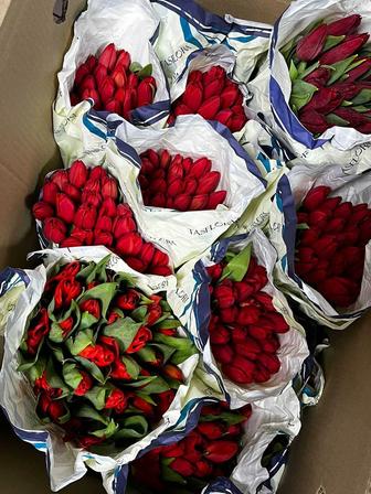 Тюльпаны голландские оптом и в розницу