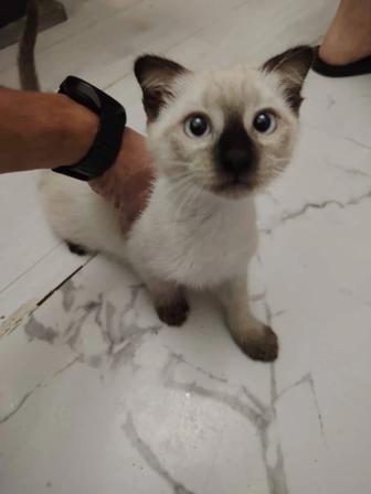 Котятки в добрые руки