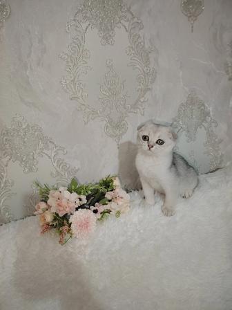 Шотландские котята серебристая шиншилла