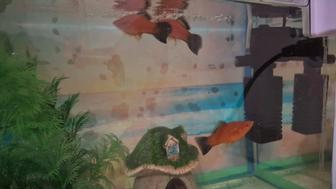 Рыбка Меченосец