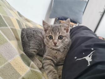 Ищу заботливую семью котенку