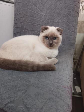 Отдам в добрые руки коты