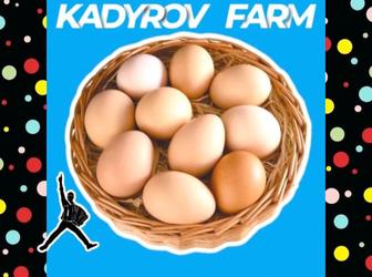 Крупные партии яиц оптом с круглосуточной логистикой