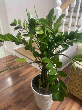 Продам замиокулькас