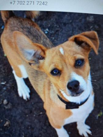 Розыск собаки