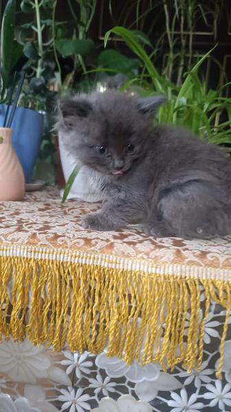 Котята в хорошие руки