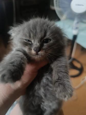 Котята в хорошие руки